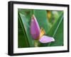 Close-Up of the Flower of a Banana Plant, Island of Martinique, French Lesser Antilles, West Indies-Bruno Barbier-Framed Photographic Print