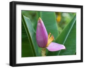 Close-Up of the Flower of a Banana Plant, Island of Martinique, French Lesser Antilles, West Indies-Bruno Barbier-Framed Photographic Print