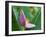 Close-Up of the Flower of a Banana Plant, Island of Martinique, French Lesser Antilles, West Indies-Bruno Barbier-Framed Photographic Print