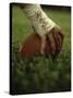 Close-up of the Hand of an American Football Player Holding a Football-null-Stretched Canvas