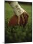 Close-up of the Hand of an American Football Player Holding a Football-null-Mounted Premium Photographic Print