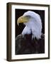 Close-up of the Head of a Bald Eagle, Haliaeetus Leucocephalus, Chateau De Beaucaire, Gard, France-Ruth Tomlinson-Framed Photographic Print