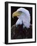 Close-up of the Head of a Bald Eagle, Haliaeetus Leucocephalus, Chateau De Beaucaire, Gard, France-Ruth Tomlinson-Framed Photographic Print