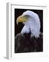 Close-up of the Head of a Bald Eagle, Haliaeetus Leucocephalus, Chateau De Beaucaire, Gard, France-Ruth Tomlinson-Framed Photographic Print