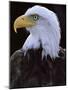 Close-up of the Head of a Bald Eagle, Haliaeetus Leucocephalus, Chateau De Beaucaire, Gard, France-Ruth Tomlinson-Mounted Photographic Print