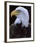 Close-up of the Head of a Bald Eagle, Haliaeetus Leucocephalus, Chateau De Beaucaire, Gard, France-Ruth Tomlinson-Framed Photographic Print