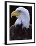 Close-up of the Head of a Bald Eagle, Haliaeetus Leucocephalus, Chateau De Beaucaire, Gard, France-Ruth Tomlinson-Framed Photographic Print