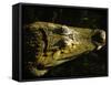 Close-Up of the Head of a Common Caiman, River Chagres, Soberania Forest National Park, Panama-Sergio Pitamitz-Framed Stretched Canvas