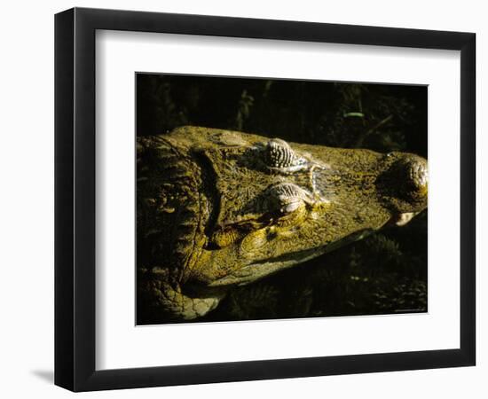 Close-Up of the Head of a Common Caiman, River Chagres, Soberania Forest National Park, Panama-Sergio Pitamitz-Framed Photographic Print