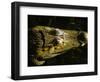 Close-Up of the Head of a Common Caiman, River Chagres, Soberania Forest National Park, Panama-Sergio Pitamitz-Framed Photographic Print