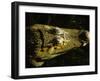 Close-Up of the Head of a Common Caiman, River Chagres, Soberania Forest National Park, Panama-Sergio Pitamitz-Framed Photographic Print