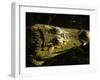 Close-Up of the Head of a Common Caiman, River Chagres, Soberania Forest National Park, Panama-Sergio Pitamitz-Framed Photographic Print