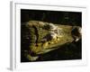 Close-Up of the Head of a Common Caiman, River Chagres, Soberania Forest National Park, Panama-Sergio Pitamitz-Framed Photographic Print