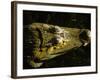 Close-Up of the Head of a Common Caiman, River Chagres, Soberania Forest National Park, Panama-Sergio Pitamitz-Framed Photographic Print