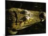 Close-Up of the Head of a Common Caiman, River Chagres, Soberania Forest National Park, Panama-Sergio Pitamitz-Mounted Photographic Print