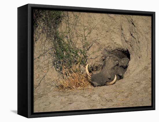 Close-Up of the Head of a Warthog, in a Burrow, Okavango Delta, Botswana-Paul Allen-Framed Stretched Canvas