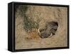 Close-Up of the Head of a Warthog, in a Burrow, Okavango Delta, Botswana-Paul Allen-Framed Stretched Canvas