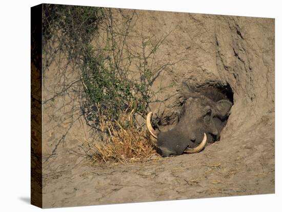 Close-Up of the Head of a Warthog, in a Burrow, Okavango Delta, Botswana-Paul Allen-Stretched Canvas