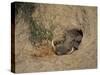 Close-Up of the Head of a Warthog, in a Burrow, Okavango Delta, Botswana-Paul Allen-Stretched Canvas