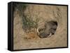 Close-Up of the Head of a Warthog, in a Burrow, Okavango Delta, Botswana-Paul Allen-Framed Stretched Canvas