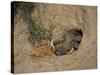 Close-Up of the Head of a Warthog, in a Burrow, Okavango Delta, Botswana-Paul Allen-Stretched Canvas