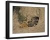 Close-Up of the Head of a Warthog, in a Burrow, Okavango Delta, Botswana-Paul Allen-Framed Photographic Print