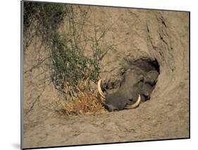 Close-Up of the Head of a Warthog, in a Burrow, Okavango Delta, Botswana-Paul Allen-Mounted Photographic Print