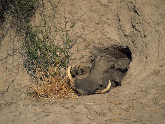 close-up-of-the-head-of-a-warthog-in-a-burrow-okavango-delta-botswana_u-L-P6OK8P0.jpg