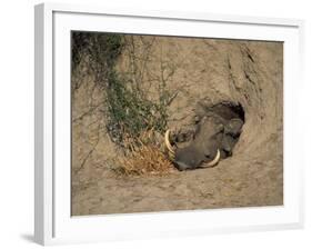 Close-Up of the Head of a Warthog, in a Burrow, Okavango Delta, Botswana-Paul Allen-Framed Photographic Print