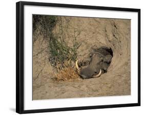 Close-Up of the Head of a Warthog, in a Burrow, Okavango Delta, Botswana-Paul Allen-Framed Photographic Print