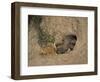 Close-Up of the Head of a Warthog, in a Burrow, Okavango Delta, Botswana-Paul Allen-Framed Photographic Print