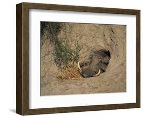 Close-Up of the Head of a Warthog, in a Burrow, Okavango Delta, Botswana-Paul Allen-Framed Photographic Print