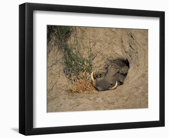 Close-Up of the Head of a Warthog, in a Burrow, Okavango Delta, Botswana-Paul Allen-Framed Photographic Print