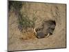 Close-Up of the Head of a Warthog, in a Burrow, Okavango Delta, Botswana-Paul Allen-Mounted Photographic Print
