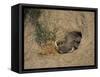 Close-Up of the Head of a Warthog, in a Burrow, Okavango Delta, Botswana-Paul Allen-Framed Stretched Canvas