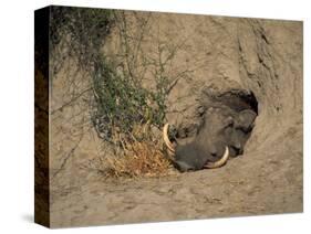 Close-Up of the Head of a Warthog, in a Burrow, Okavango Delta, Botswana-Paul Allen-Stretched Canvas