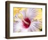 Close-up of the Hibiscus rosa-sinensis 'Fifth Dimension'.-Julie Eggers-Framed Photographic Print