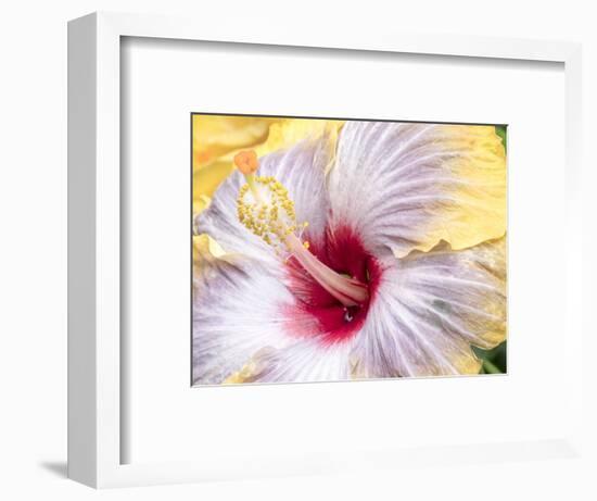 Close-up of the Hibiscus rosa-sinensis 'Fifth Dimension'.-Julie Eggers-Framed Photographic Print