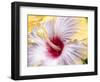 Close-up of the Hibiscus rosa-sinensis 'Fifth Dimension'.-Julie Eggers-Framed Photographic Print