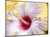 Close-up of the Hibiscus rosa-sinensis 'Fifth Dimension'.-Julie Eggers-Mounted Photographic Print