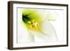 Close-Up of the inside of a White Lilly-Johan Swanepoel-Framed Photographic Print