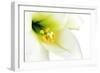 Close-Up of the inside of a White Lilly-Johan Swanepoel-Framed Photographic Print