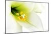 Close-Up of the inside of a White Lilly-Johan Swanepoel-Mounted Photographic Print