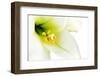 Close-Up of the inside of a White Lilly-Johan Swanepoel-Framed Photographic Print