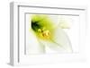 Close-Up of the inside of a White Lilly-Johan Swanepoel-Framed Photographic Print