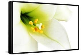 Close-Up of the inside of a White Lilly-Johan Swanepoel-Framed Stretched Canvas
