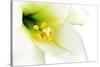 Close-Up of the inside of a White Lilly-Johan Swanepoel-Stretched Canvas