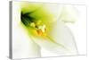 Close-Up of the inside of a White Lilly-Johan Swanepoel-Stretched Canvas