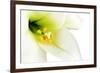 Close-Up of the inside of a White Lilly-Johan Swanepoel-Framed Photographic Print