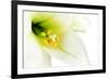 Close-Up of the inside of a White Lilly-Johan Swanepoel-Framed Photographic Print